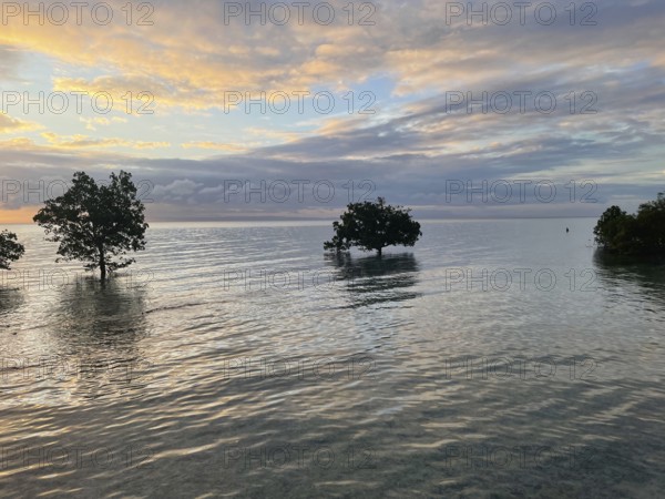 Mangrove trees (Sonneratia alba), high tide, dusk, mangroves are among the most important