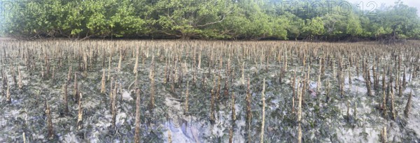 Aerial roots of the mangrove (Sonneratia alba), Panorama, Mangroves are one of the most important