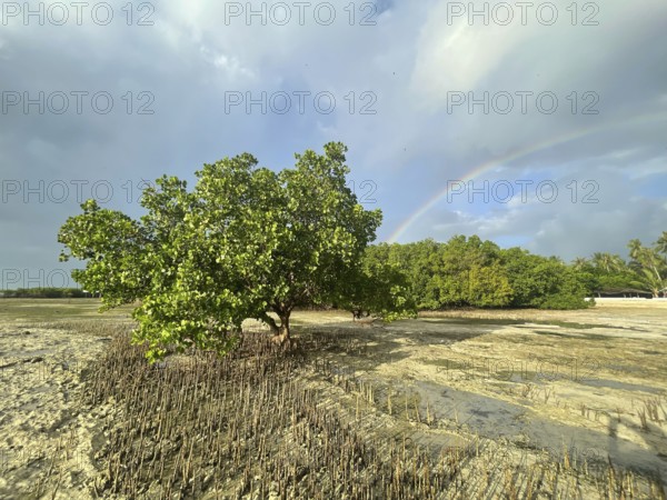 Aerial roots of the mangrove (Sonneratia alba), rainbow, mangroves are among the most important