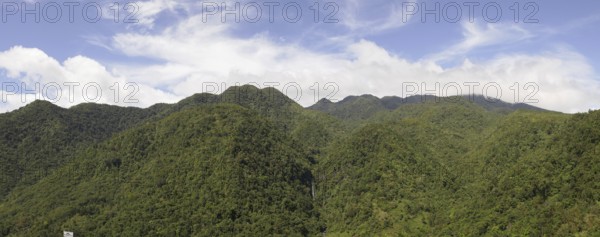 Tropical rainforest, tree fern, protected area, Northern Negros Natural Park, Panorama, Negros,
