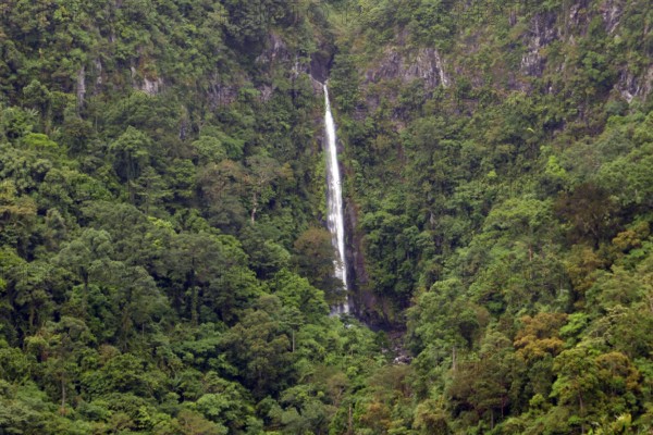 Tropical rainforest, protected area, Northern Negros Natural Park, waterfall, Negros, Northern