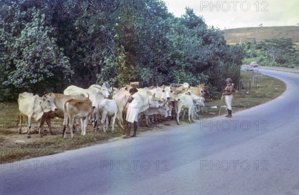 Brahman cattle herd livestock with herder in verge of main road, photos of Singapore and Johor