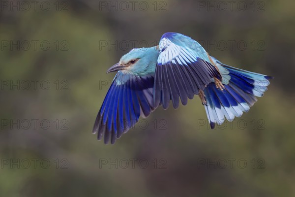 Eurasian Roller (Coracias garrulus) Almond Crow, male, female, pair, courtship, calling,