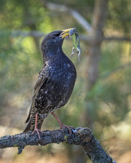 (Sturnus vulgaris), also known as Common starling, with food for the young birds, insects, with