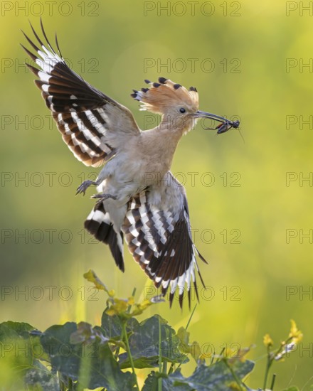 Hoopoe (Upupa epops) Bird of the Year 2022, male with food, prey, bridal gift, mating, courtship,