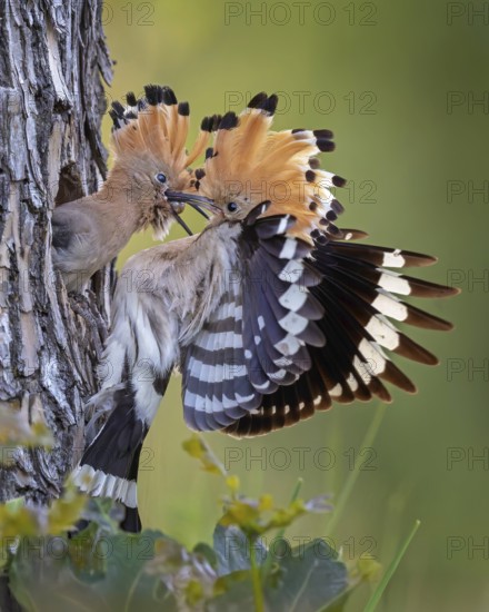 Hoopoe (Upupa epops) Bird of the Year 2022, male with food, prey, foraging, food for the young