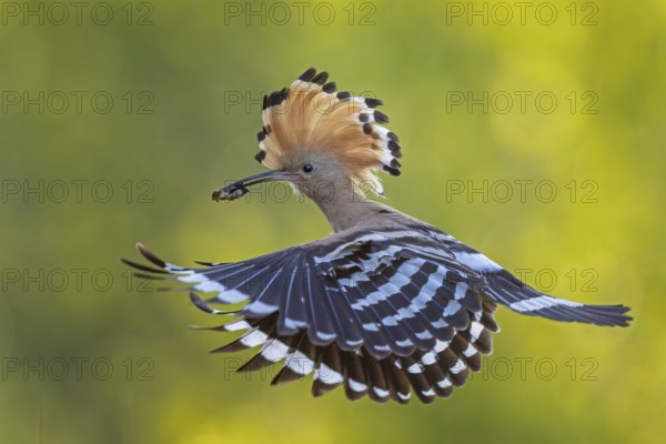 Hoopoe (Upupa epops) Bird of the Year 2022, male with food, prey, bridal gift, mating, courtship,
