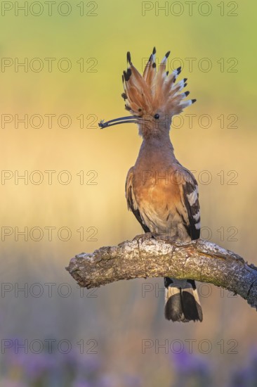Hoopoe (Upupa epops) Bird of the Year 2022, male with food, prey, foraging, food for the young