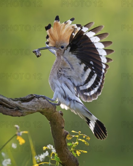 Hoopoe (Upupa epops) Bird of the Year 2022, male with food, prey, bridal gift, mating, courtship,