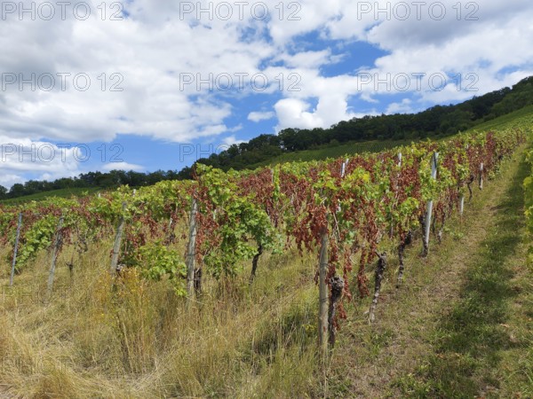 Disease-infested vines in the countryside under a cloudy summer sky, near Schwaikheim,