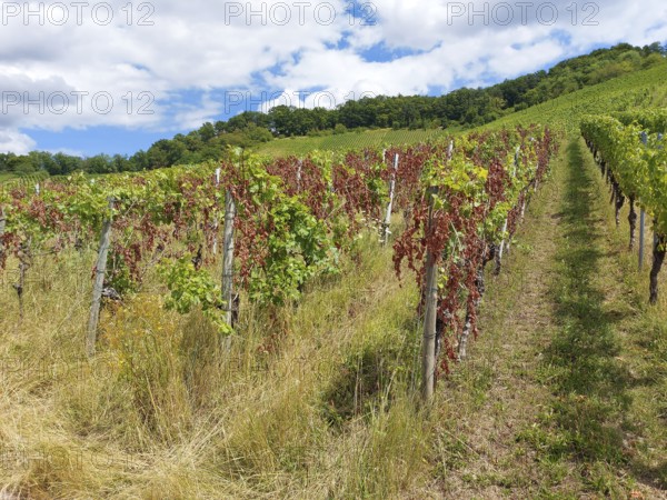 Diseased vines with green and dried leaves on a hill, summer sky, near Schwaikheim,