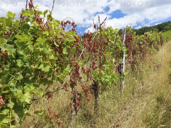 Diseased rows of vines with green and withered leaves under a blue sky with clouds, near