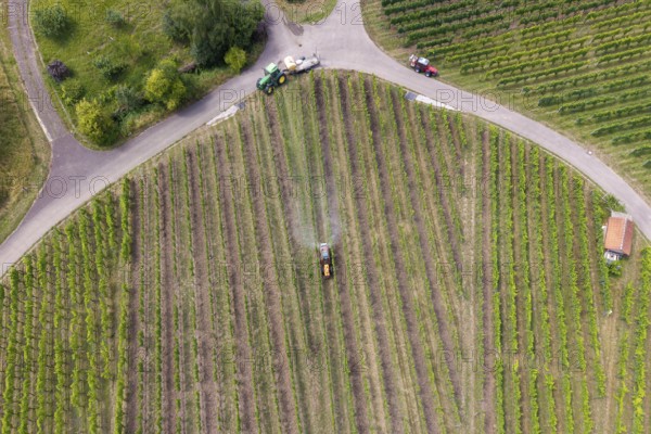Extensive green vineyards from above with a tractor working between the rows, aerial view, spraying