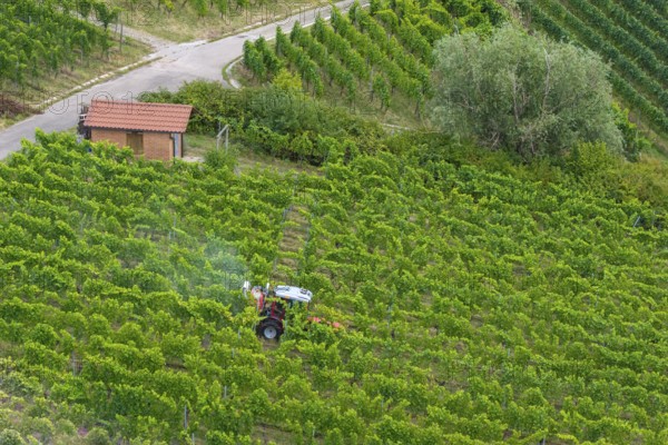 A tractor drives through a green vineyard with a small hut surrounded by plants, aerial view,