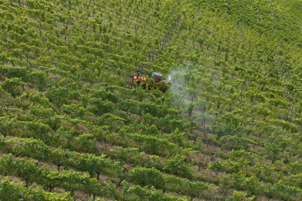 A tractor drives through a lush green vineyard, the vines grow in orderly rows, aerial view,