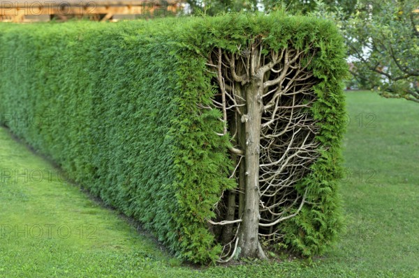 Arborvitae, thujas (Thuja), rectangular hedge, cross-section, tree trunk, branches, twigs and
