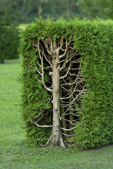 Arborvitae, thujas (Thuja), rectangular hedge, cross-section, tree trunk, branches, twigs and