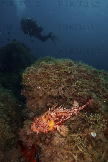Red scorpionfish (Scorpaena scrofa), sea sow, on a reef covered with algae in the deep blue