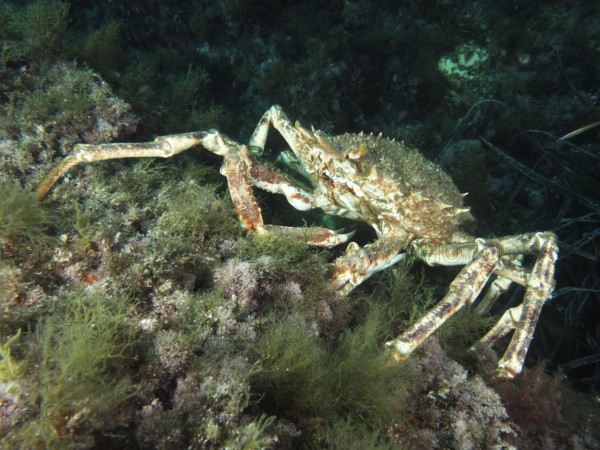 European spider crab (Maja squinado) climbing over algae-covered seabed in the Mediterranean Sea