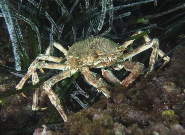 Well camouflaged crab, European spider crab (Maja squinado), on the algae-covered seabed in the