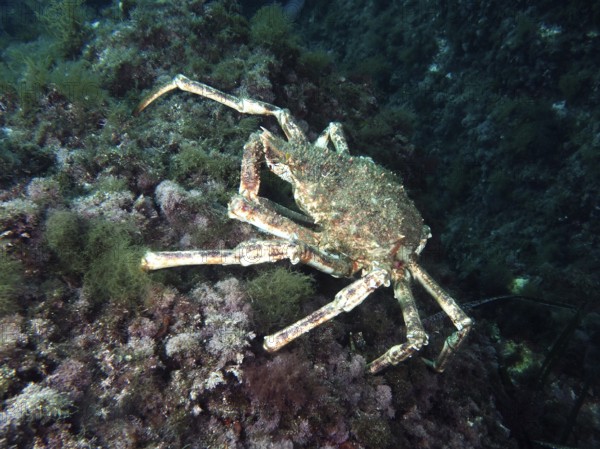 A large crab, European spider crab (Maja squinado), moves across the algae-covered seabed in the