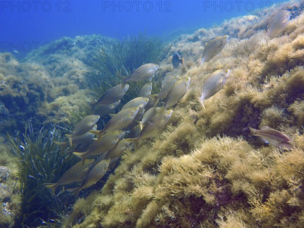 A shoal of fish, a golden shoal (Sarpa salpa), swims over an algae-covered underwater slope in the