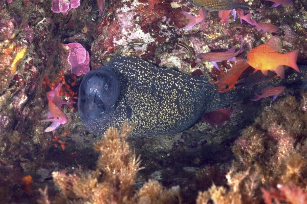 Mediterranean moray eel (Muraena helena) in a rocky niche surrounded by colourful fish and algae