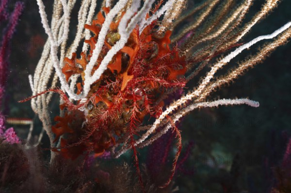 Colourful underwater scene with Mediterranean starfish (Antedon mediterranea) and white gorgonian