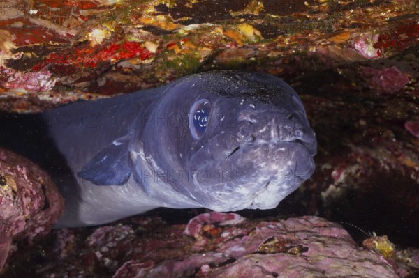 A conger eel (Conger conger) between rocks under water in the Mediterranean Sea near Hyères, dive