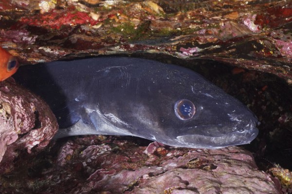 A conger eel (Conger conger) hides between rocks in a dark underwater environment in the
