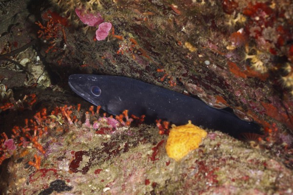 Conger eel (Conger conger) in a hidden corner of a reef in the Mediterranean Sea near Hyères, dive