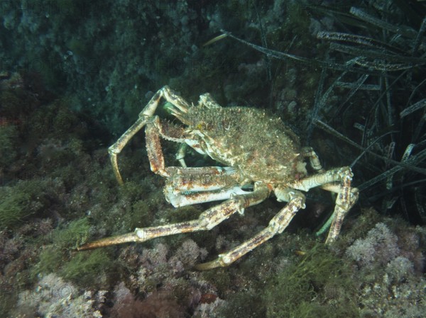 European spider crab (Maja squinado) above the algae-covered seabed in the Mediterranean Sea near