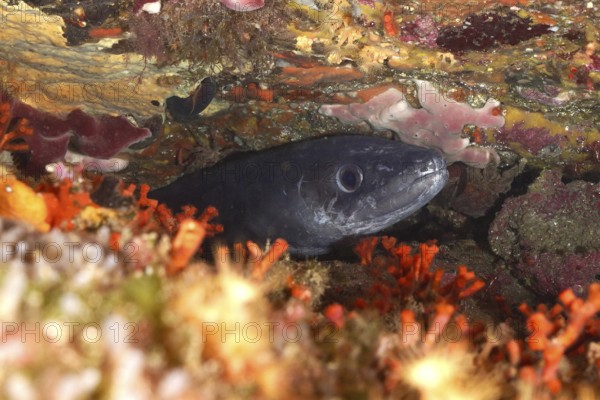 A conger eel (Conger conger) hides between colourful false corals and rocks in the Mediterranean