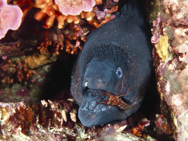 Close-up of a Mediterranean moray eel (Muraena helena) with a Mediterranean cleaner shrimp (Lysmata