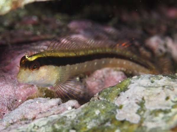 Tompot blenny (Parablennius rouxi) between pink and green algae in the reef in the Mediterranean
