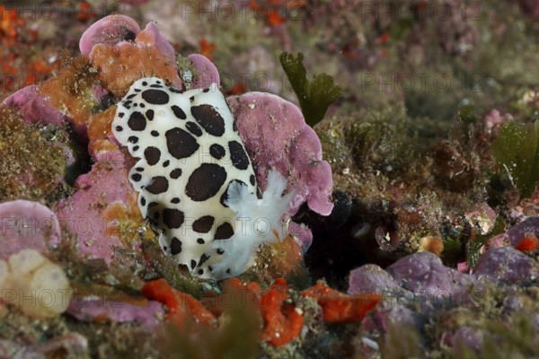 Spotted sea snail, leopard snail (Discodoris atromaculata), on a colourful surface in the