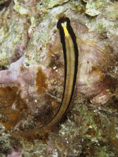 A long stripe blenny (Parablennius rouxi) resting on a rock in an algae-covered underwater