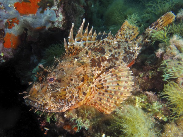 Close-up of an artfully camouflaged scorpionfish, red scorpionfish (Scorpaena scrofa), sea sow,
