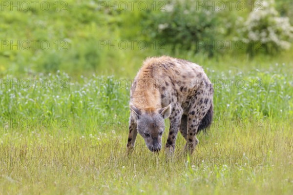 An adult male spotted hyena (Crocuta crocuta) stands on a green meadow and sniffs the ground.