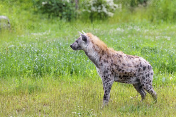 An adult male spotted hyena (Crocuta crocuta) stands in a green meadow, observing something.