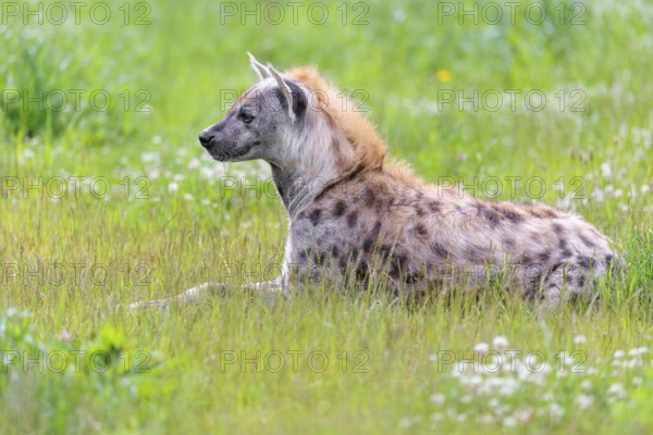 An adult male spotted hyena (Crocuta crocuta) lying in a green meadow, observing something.