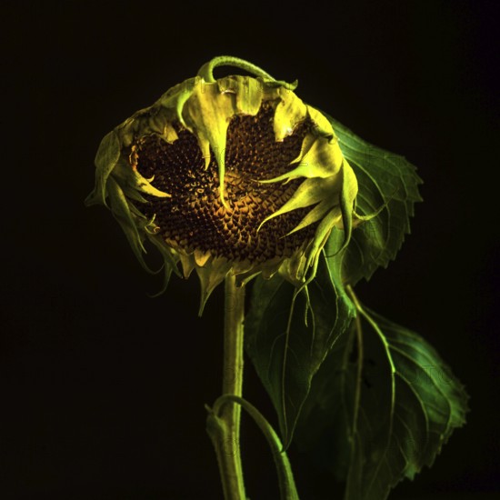 Captivating close-up of a sunflower showcasing its intricate details and vibrant colors during late