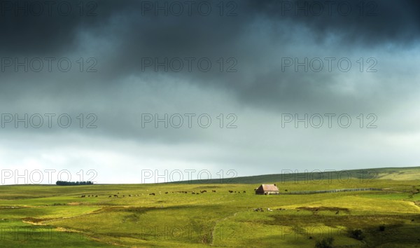 Auvergne Volcanoes Regional Natural Park. Cezallier. Herd of cows near a farmhouse (buron) under a