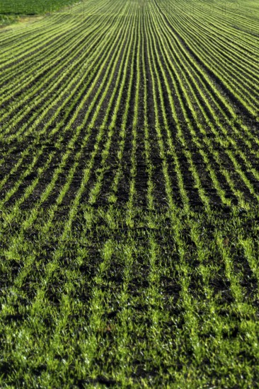 Crops of bright green young corn sprouts grow in neat rows across a vast field. The healthy plants