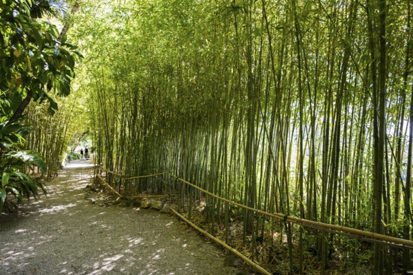 Park, Villa Ephrussi de Rothschild, Saint-Jean-Cap-Ferrat, Cap Ferrat, Alpes Maritimes, Provence