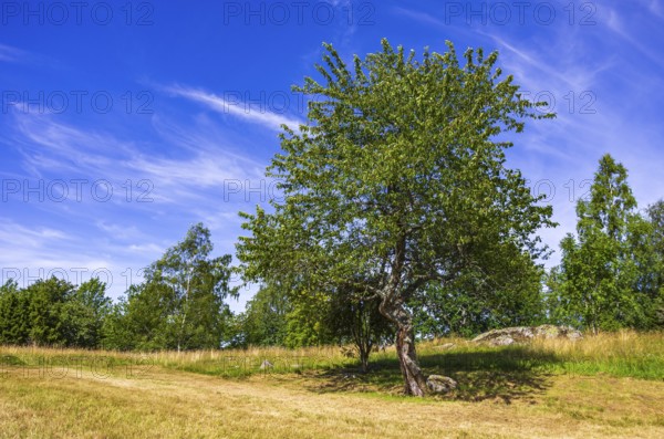 Summer heath landscape with a single wild cherry tree on the burial ground of Stenhusbacken near