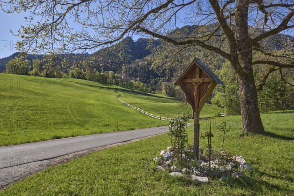 Crossroads, hill, mountain landscape, hilly, coniferous forest, trees, meadow, fence, backlight,