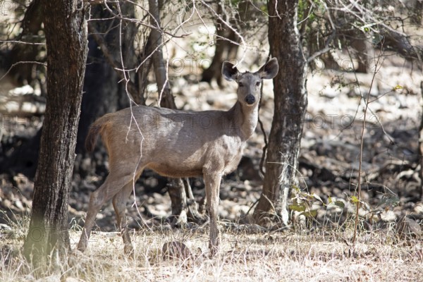 Sambar or sambar deer or horse deer (Cervus unicolor or Rusa unicolor) in the dry forest,