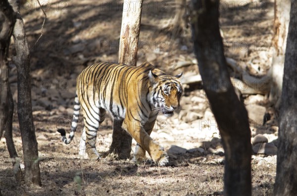 Bengal tiger or Indian tiger (Panthera tigris tigris) in the dry forest, Ranthambore National Park,