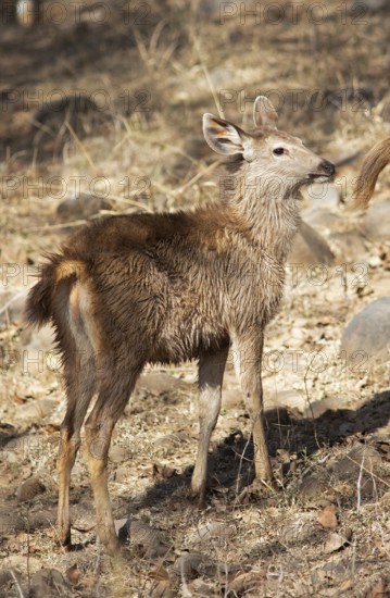 Sambar or sambar deer or horse deer (Cervus unicolor or Rusa unicolor) Juvenile in the dry forest